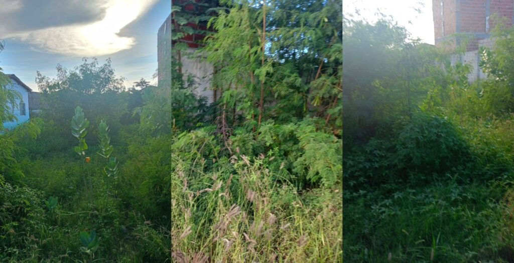 Pais de alunos denunciam abandono, mato alto e lixo em escolas municipais de Sento Sé