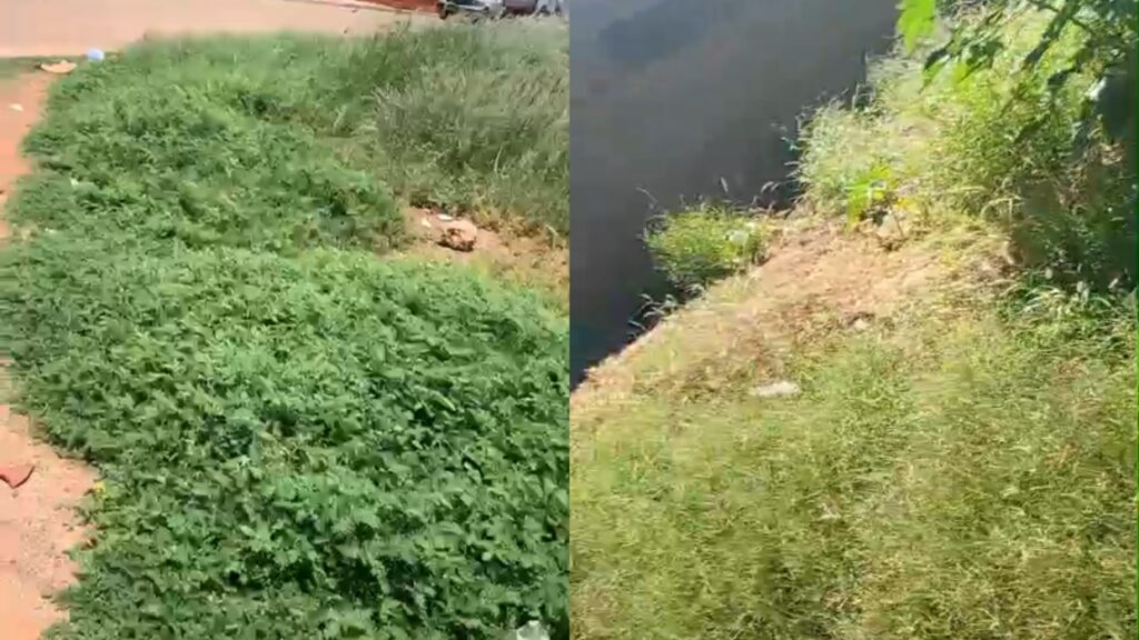 MATO E LIXO: Moradores denunciam abandono de terrenos e cobram providências em Sento Sé